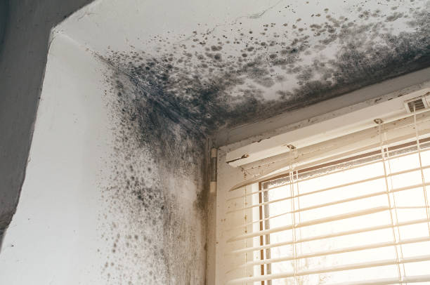Affordable Crawl Space Mold Removal solutions in Kenmore, NY